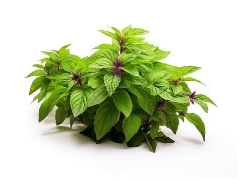 Tulsi Plant Photos and Premium High Res Pictures .